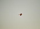 Torenvalk (Common Kestrel) (Falco tinnunculus) - Ongiin Khiid 18-08-2016 (8)